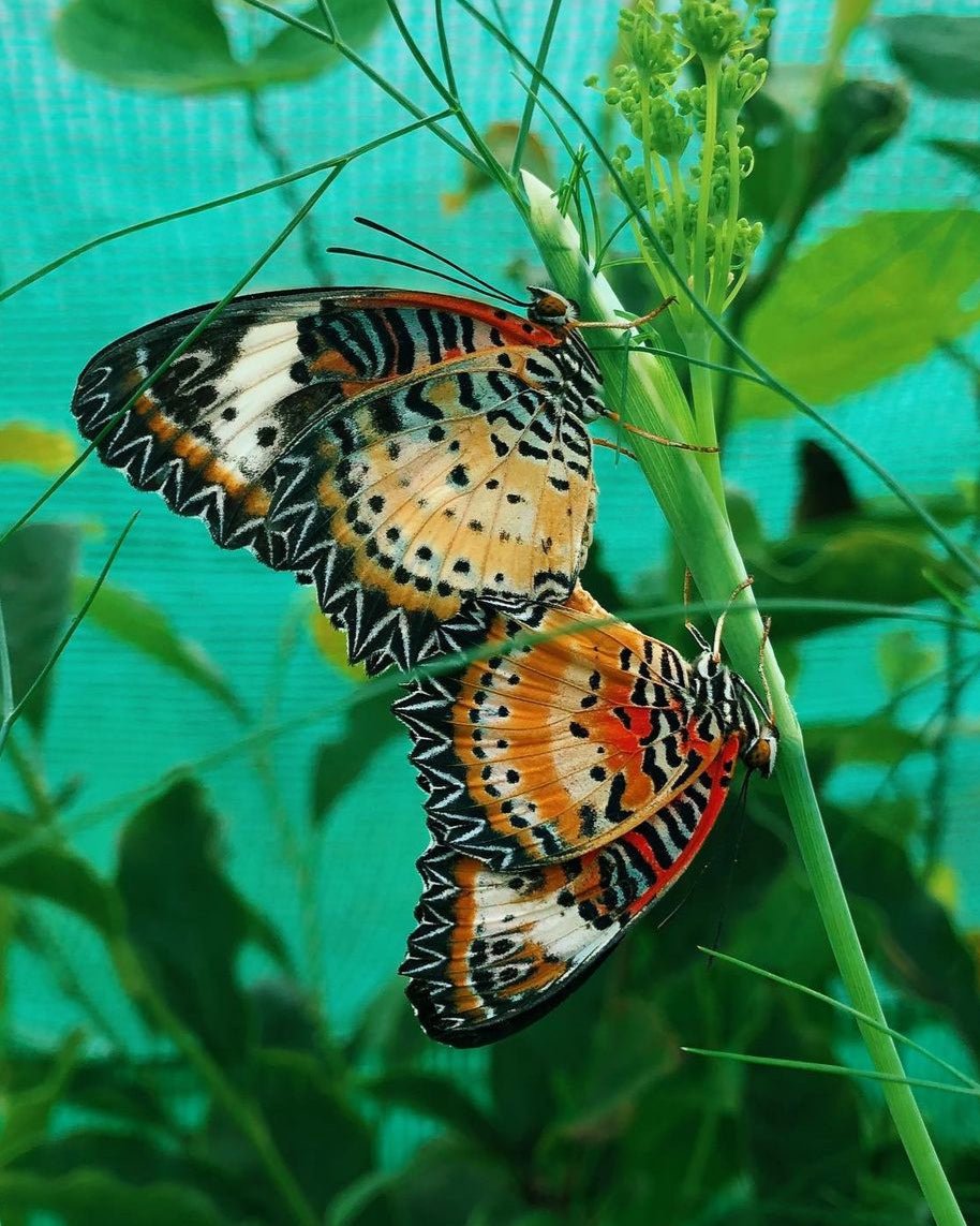 Live butterfly pupae for sale online UK