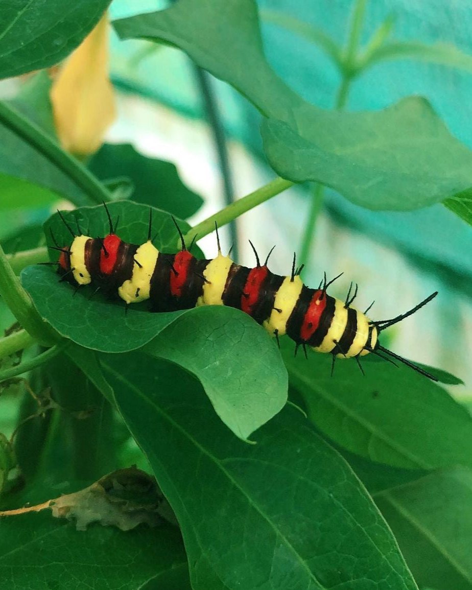 Live butterfly pupae for sale online UK