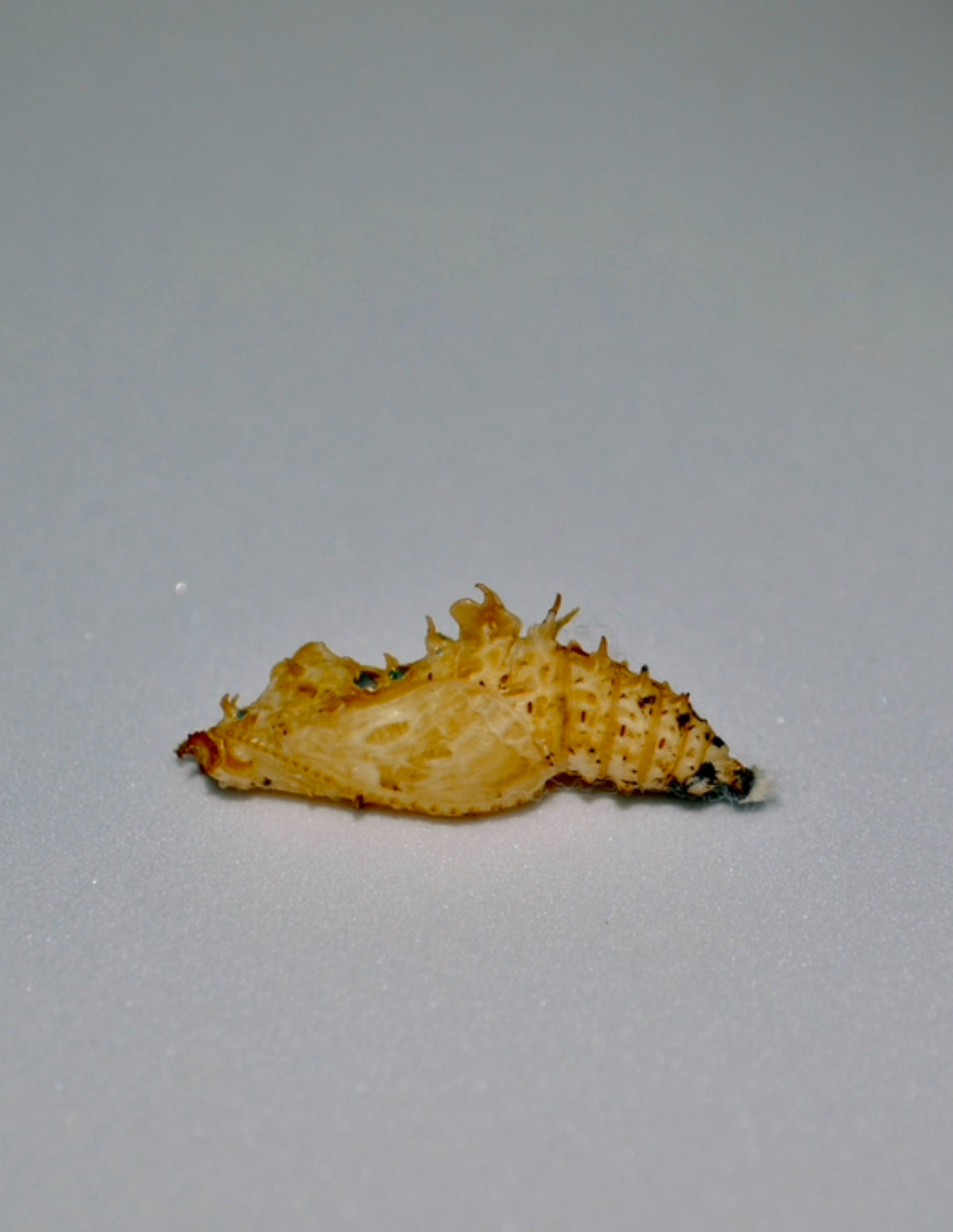 Live butterfly pupae for sale online UK