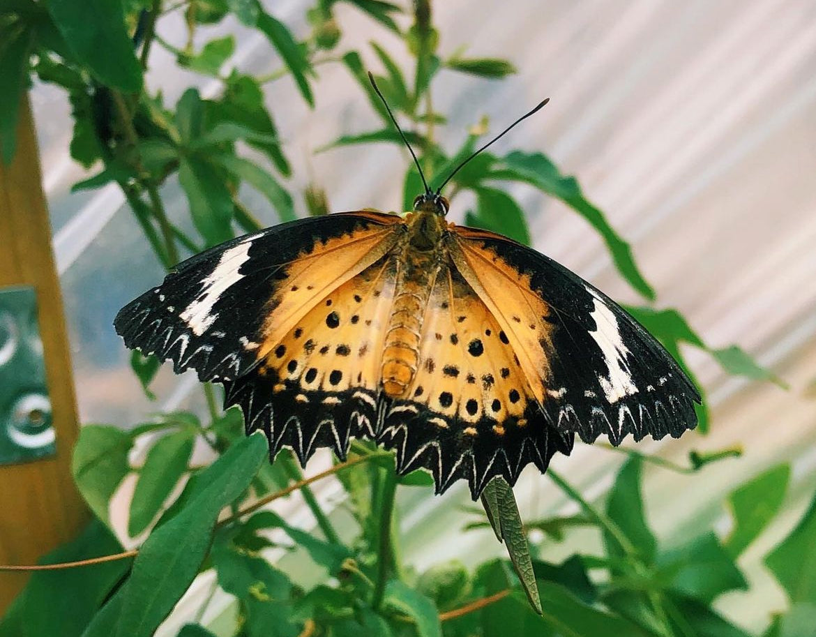 Live butterfly pupae for sale online UK