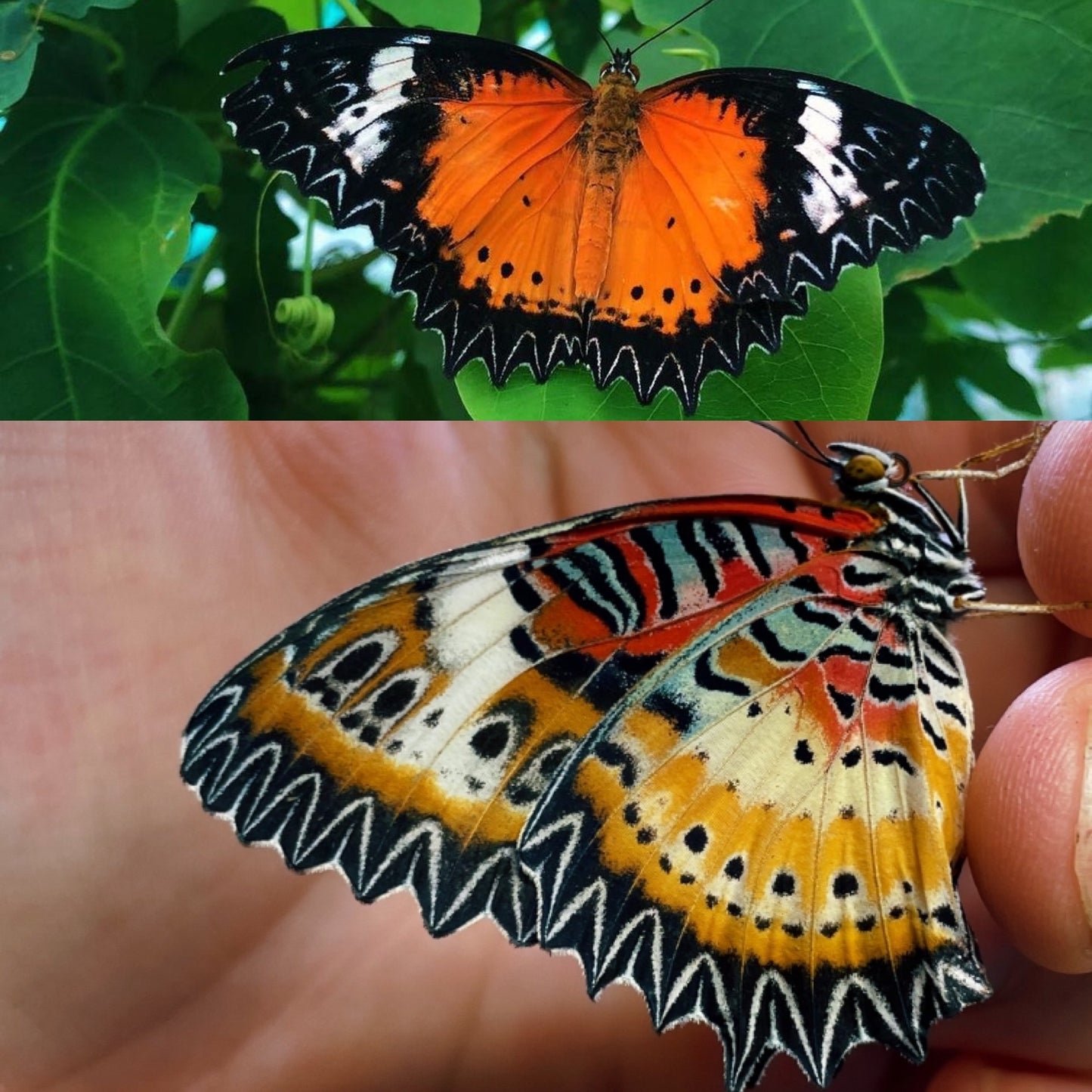 Live butterfly pupae for sale online UK