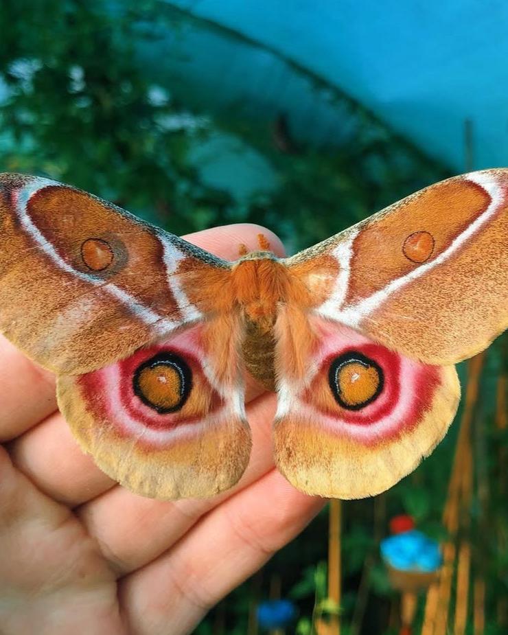 Live moth eggs, caterpillars and cocoons for sale online UK