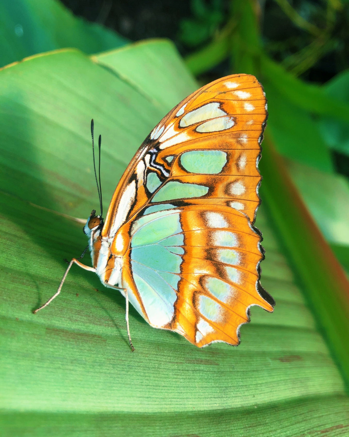 Live butterflies and moths for sale online UK. Buy eggs, caterpillars, pupae, and cocoons. Watch the lifecycle unfold with insects to rear at home!
