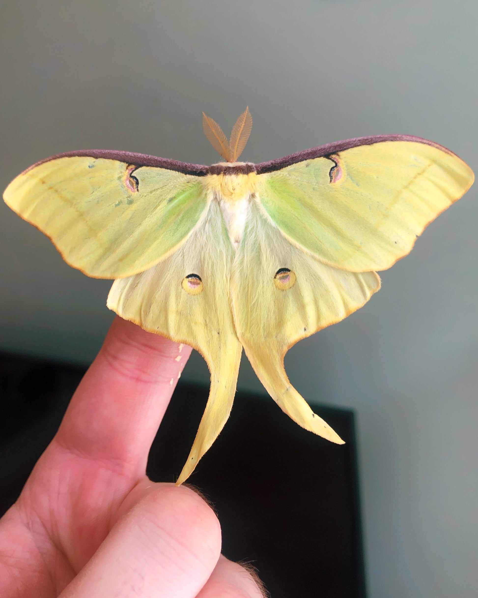 Live butterflies and moths for sale online UK. Order eggs, caterpillars, pupae, and cocoons. Watch the lifecycle unfold with insects to rear at home!