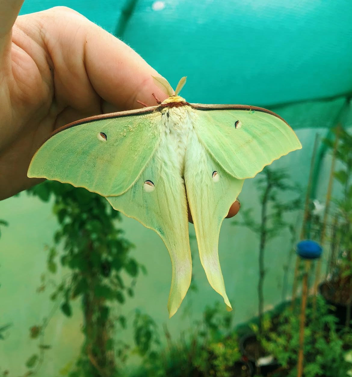 Chinese Moon Moth EGGS (Actias ningpoana)