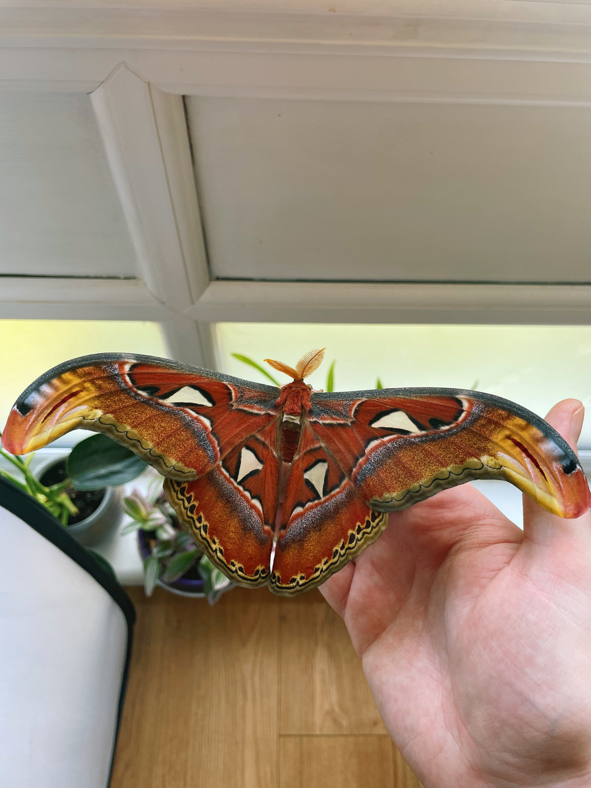 Giant Atlas Moth COCOONS (Attacus atlas)