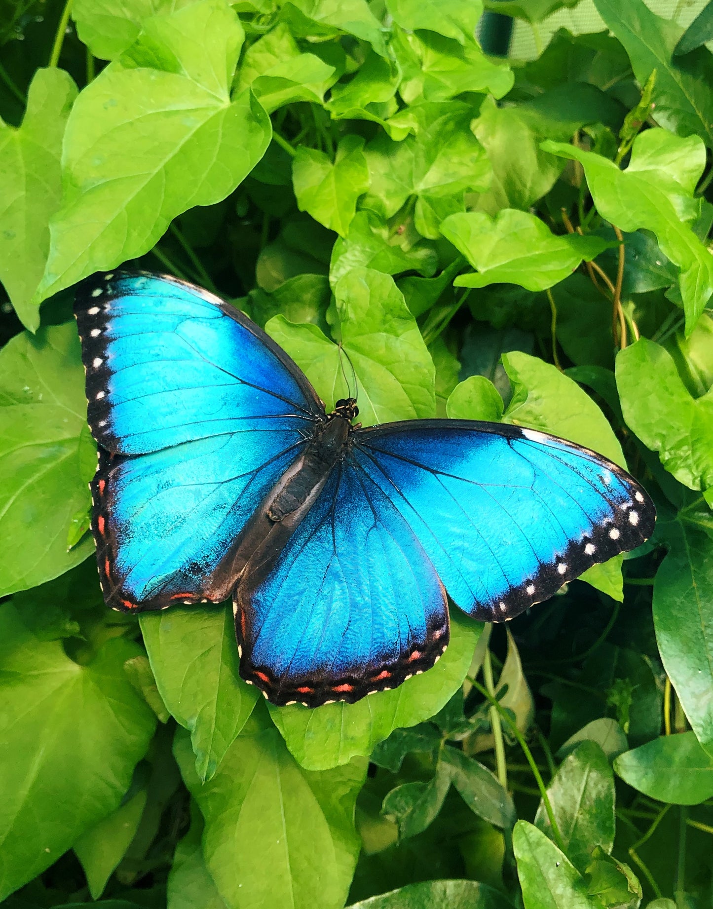 Live butterflies and moths for sale online UK. Buy eggs, caterpillars, pupae, and cocoons. Watch the lifecycle unfold with insects to rear at home!