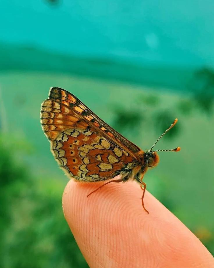 Live butterflies and moths for sale online UK. Buy eggs, caterpillars, pupae, and cocoons. Watch the lifecycle unfold with insects to rear at home!