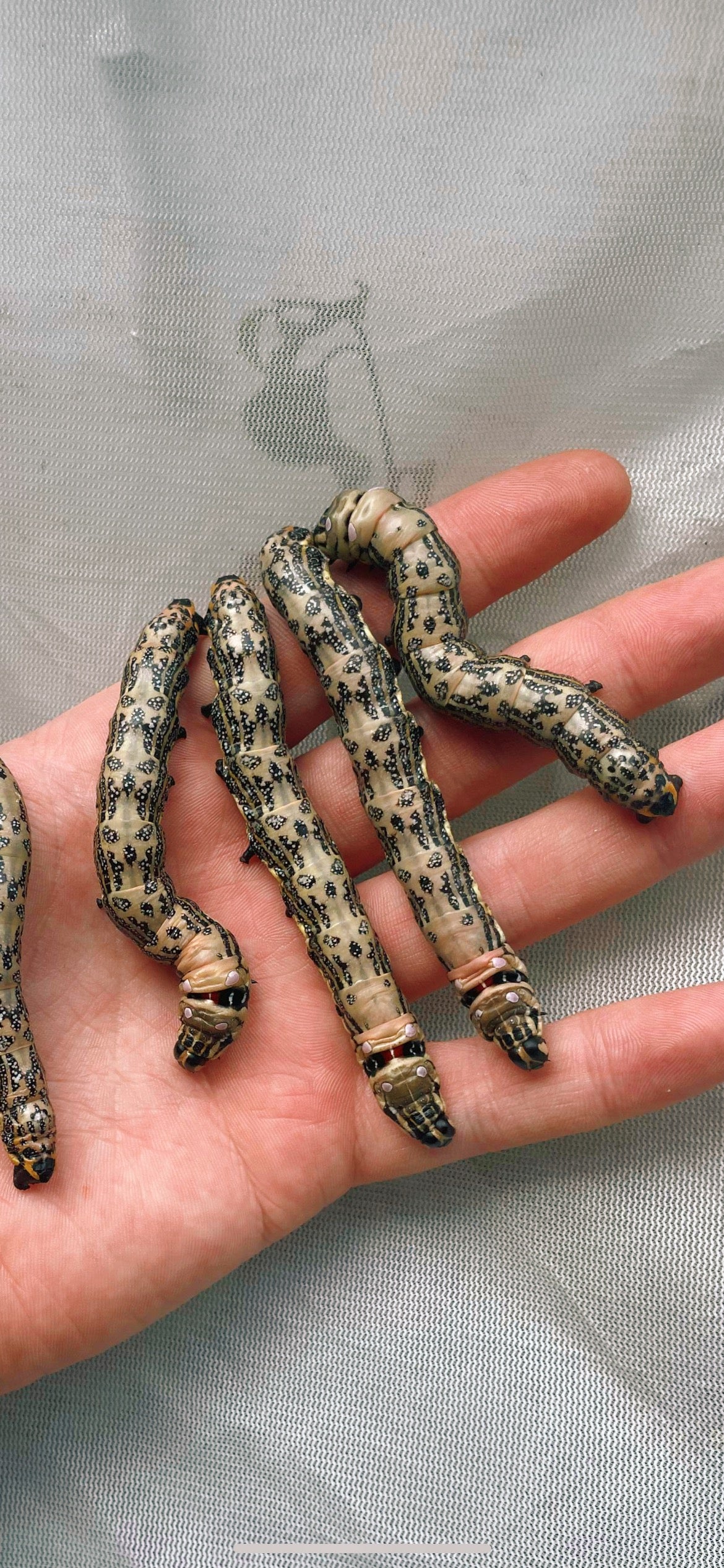 Live moth eggs and pupae for sale online UK