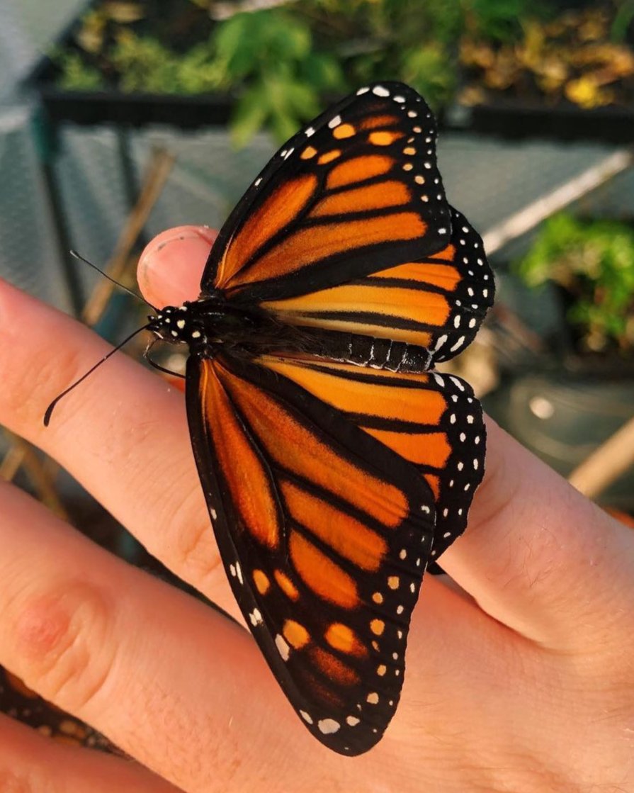 Live butterflies for sale online UK