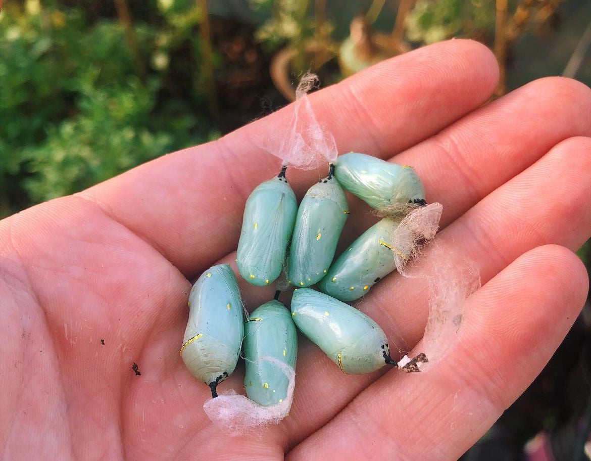 Live butterfly pupae for sale online UK
