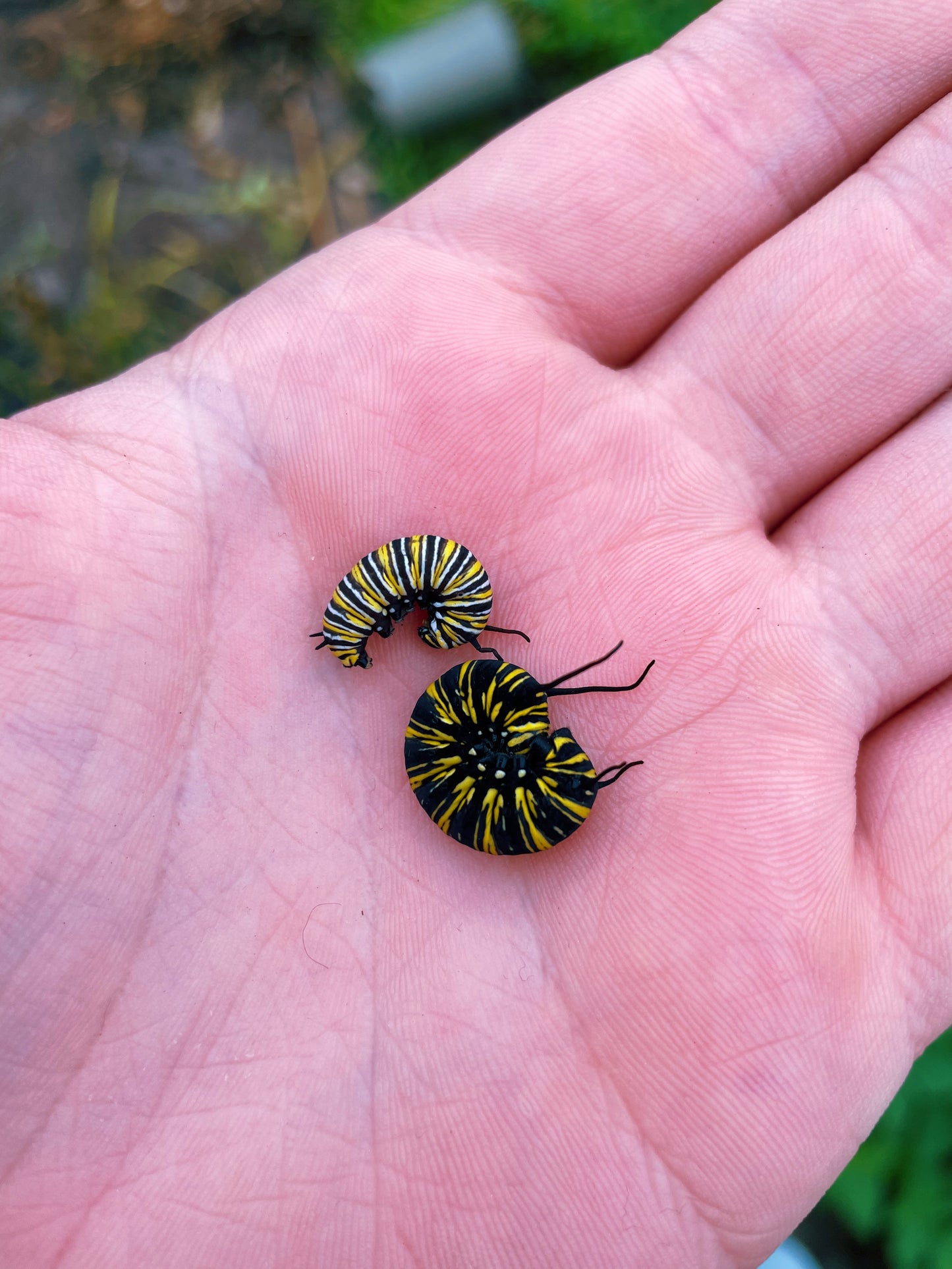 Live butterfly caterpillars for sale online UK