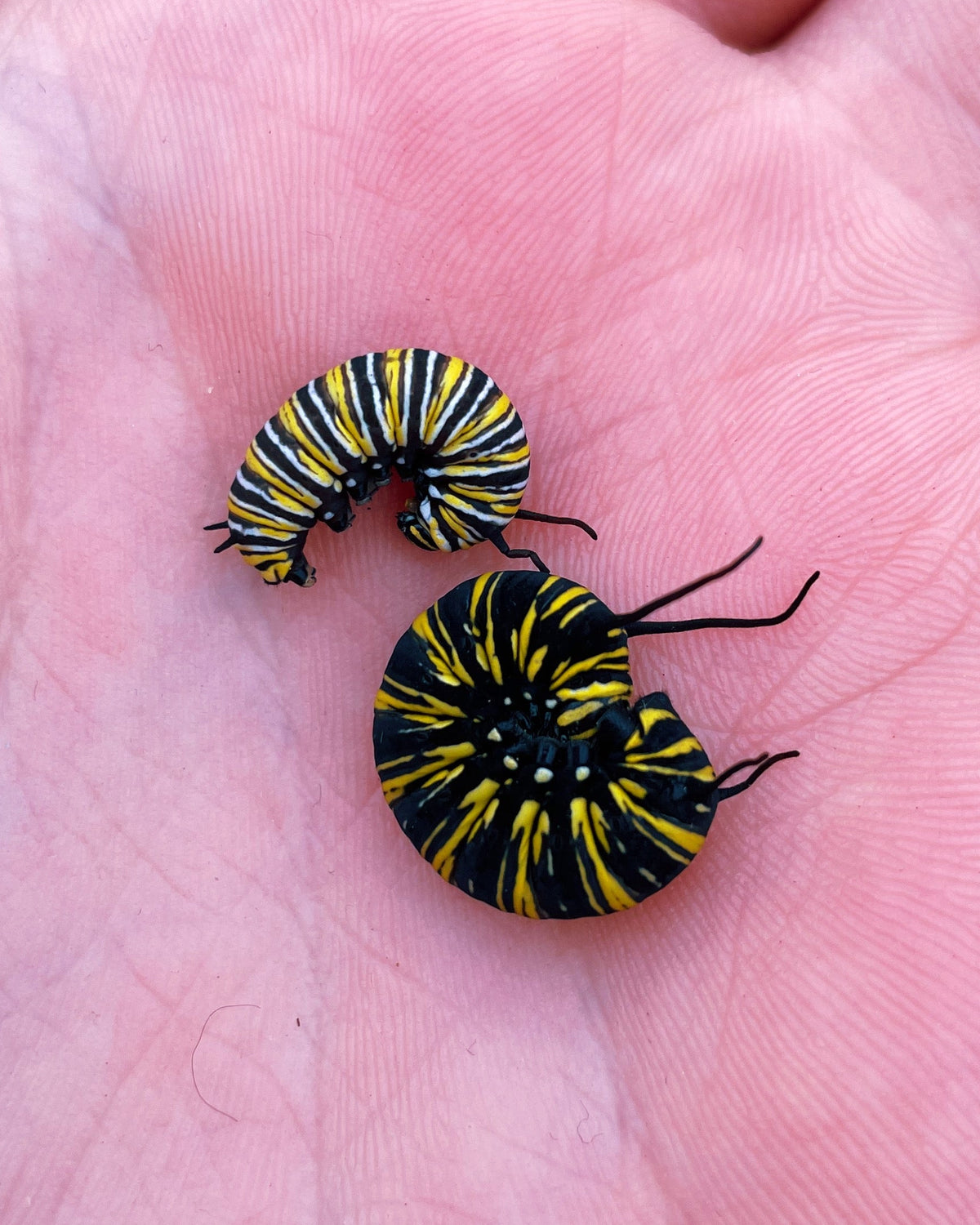 Live butterfly caterpillars for sale online UK