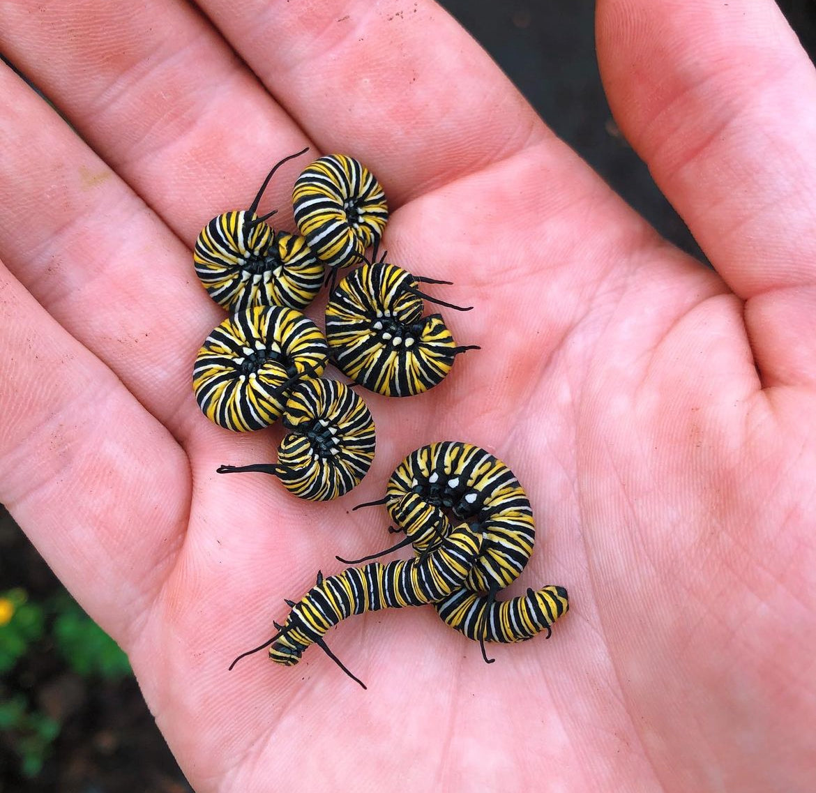 Live butterfly larvae for sale online UK