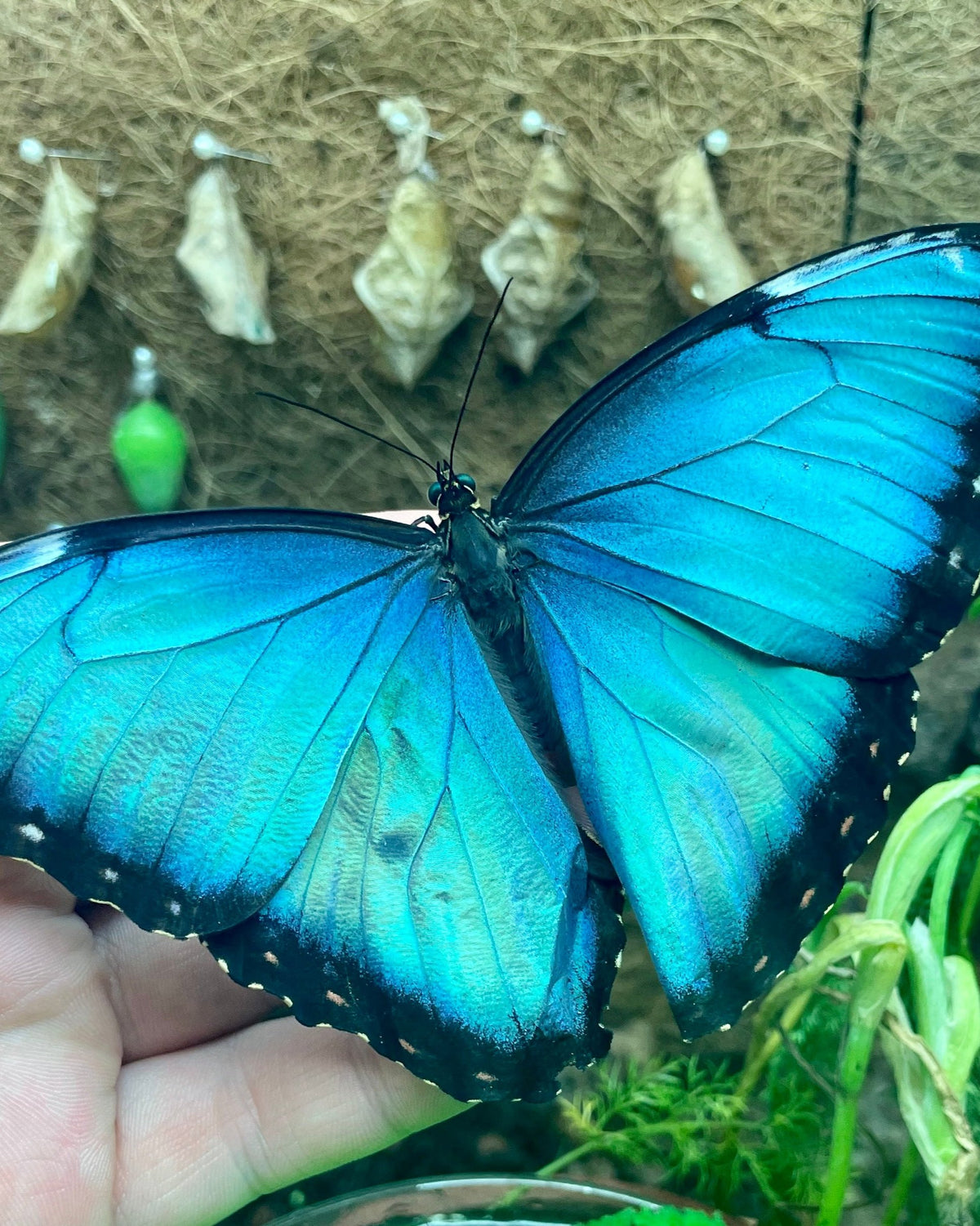 Live butterflies and moths for sale online UK. Buy eggs, caterpillars, pupae, and cocoons. Watch the lifecycle unfold with insects to rear at home!