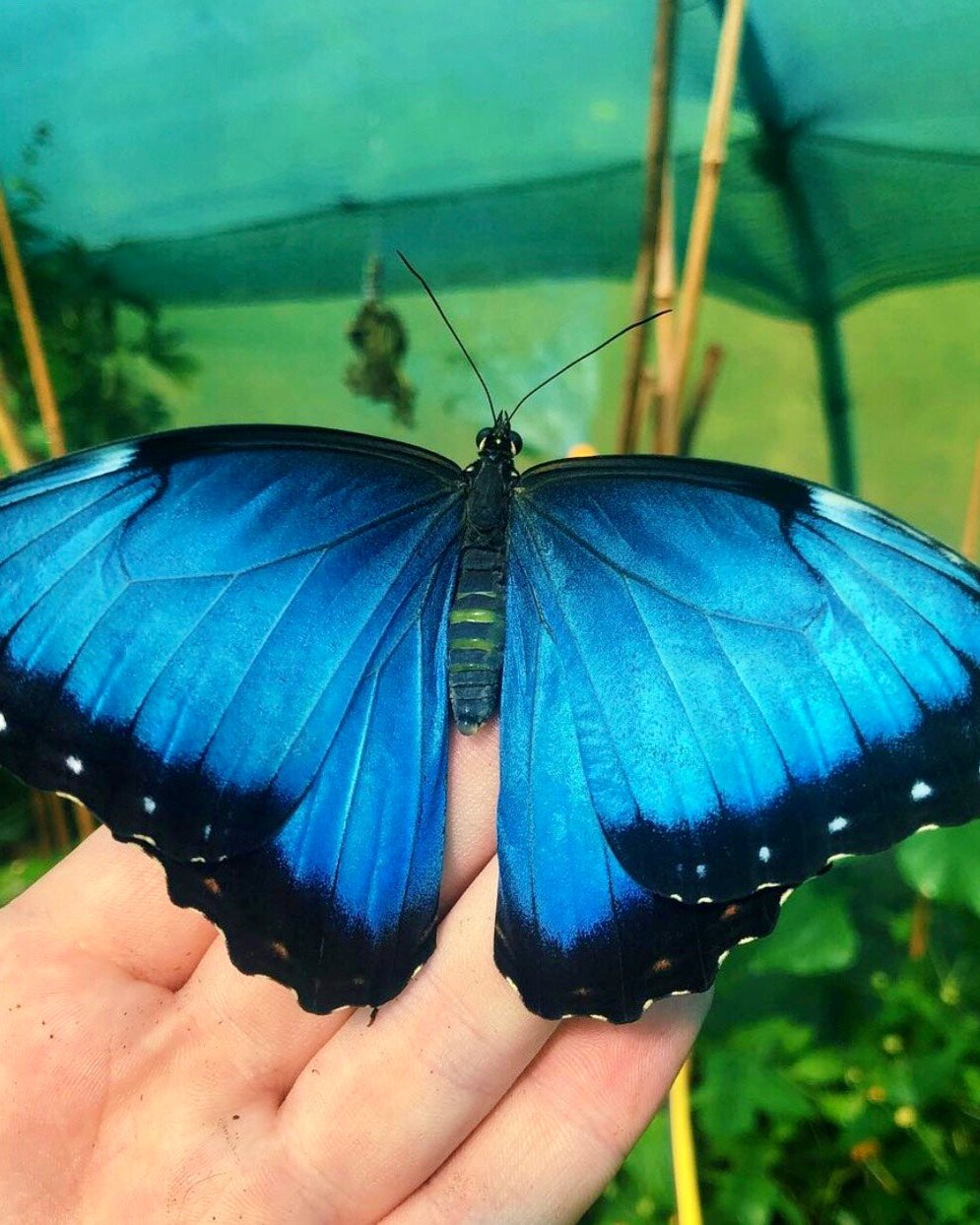 Live butterflies and moths for sale online UK. Buy eggs, caterpillars, pupae, and cocoons. Watch the lifecycle unfold with insects to rear at home!