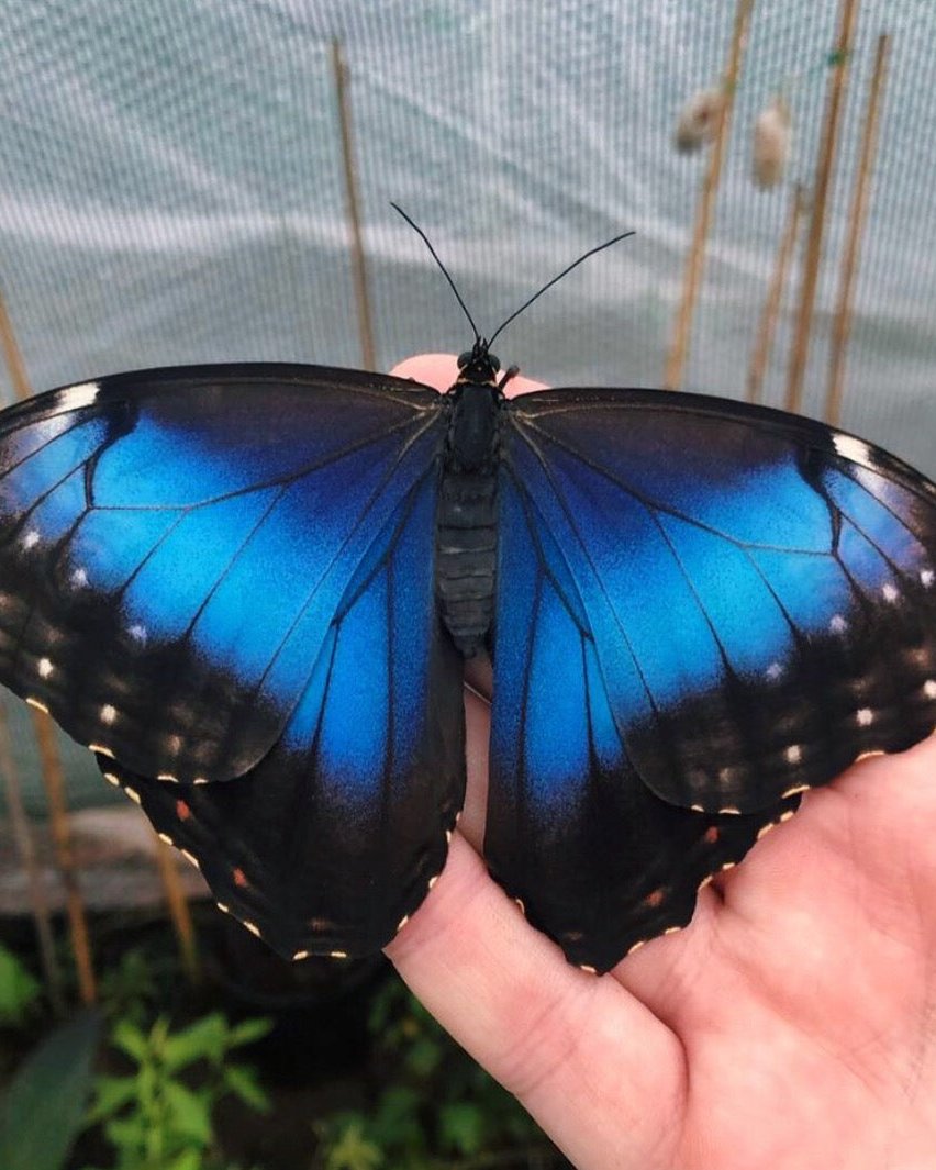 Live butterflies and moths for sale online UK. Buy eggs, caterpillars, pupae, and cocoons. Watch the lifecycle unfold with insects to rear at home!