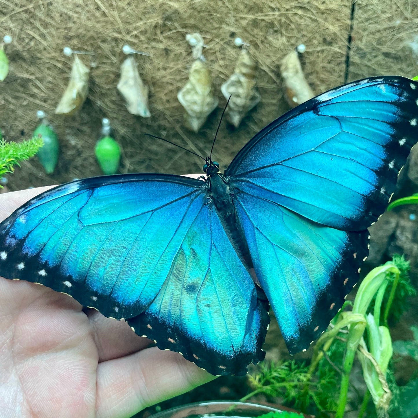 Live butterflies and moths for sale online UK. Buy eggs, caterpillars, pupae, and cocoons. Watch the lifecycle unfold with insects to rear at home!