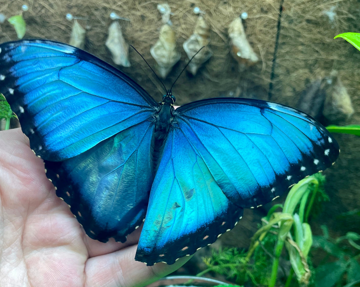 Live butterflies and moths for sale online UK. Buy eggs, caterpillars, pupae, and cocoons. Watch the lifecycle unfold with insects to rear at home!