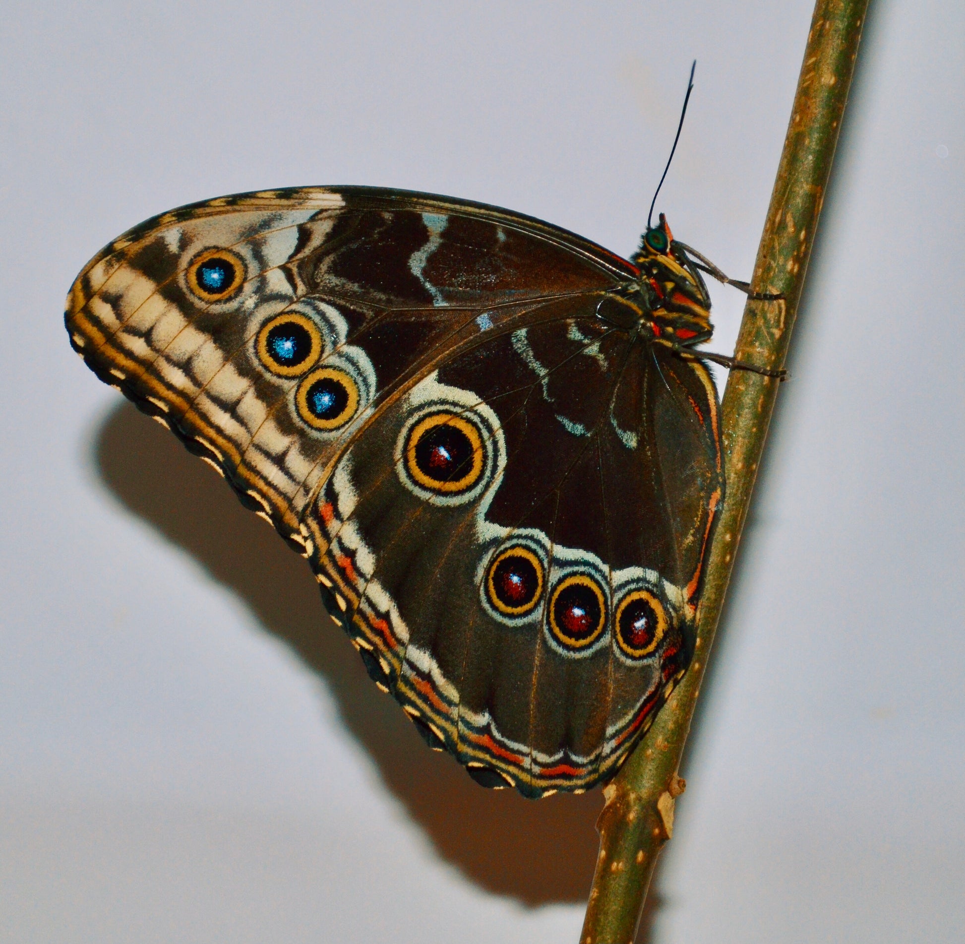 Live butterflies and moths for sale online UK. Buy eggs, caterpillars, pupae, and cocoons. Watch the lifecycle unfold with insects to rear at home!