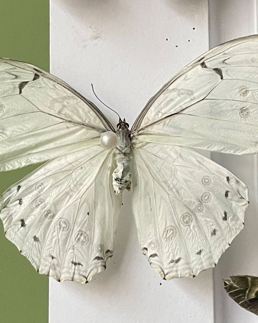 Live butterflies and moths for sale online UK. Buy eggs, caterpillars, pupae, and cocoons. Watch the lifecycle unfold with insects to rear at home!