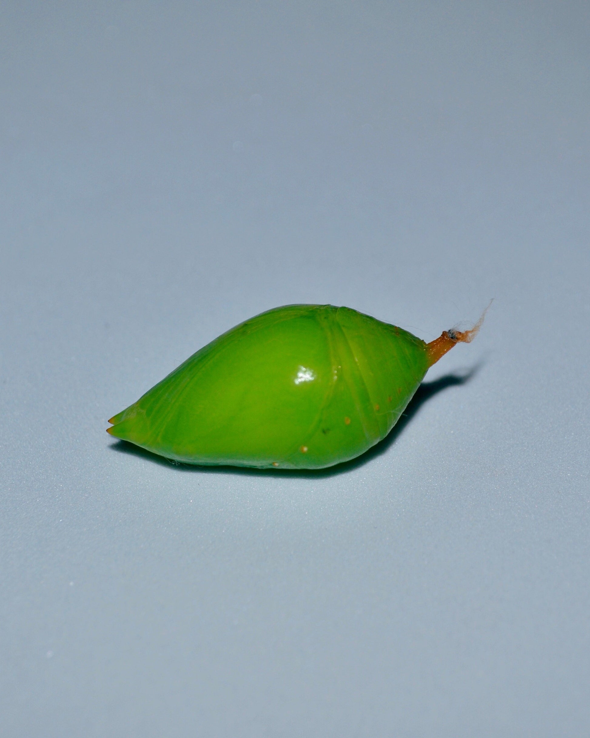 Live butterflies and moths for sale online UK. Buy eggs, caterpillars, pupae, and cocoons. Watch the lifecycle unfold with insects to rear at home!