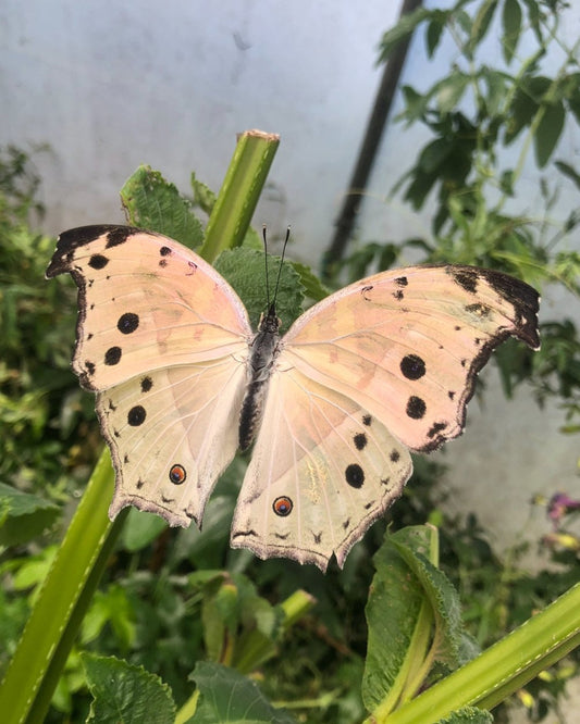 Live butterflies and moths for sale online UK. Buy eggs, caterpillars, pupae, and cocoons. Watch the lifecycle unfold with insects to rear at home!