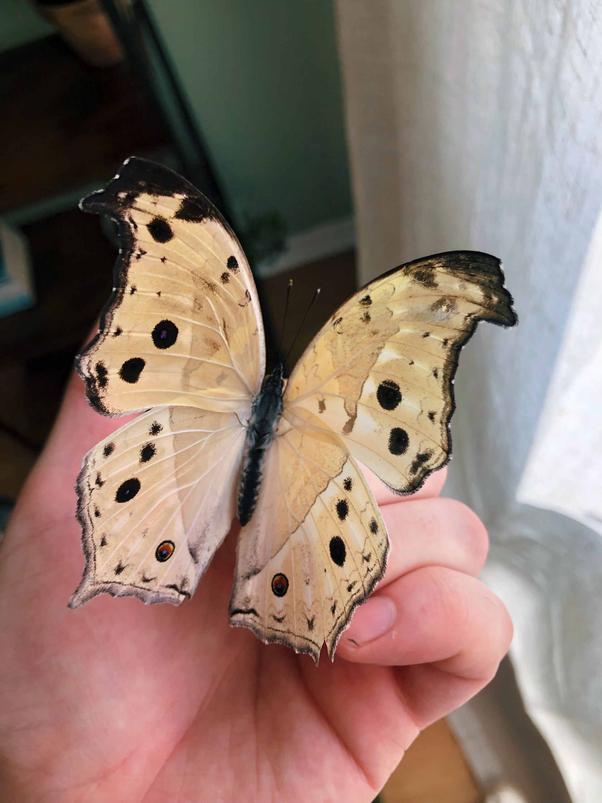 Live butterflies and moths for sale online UK. Buy eggs, caterpillars, pupae, and cocoons. Watch the lifecycle unfold with insects to rear at home!