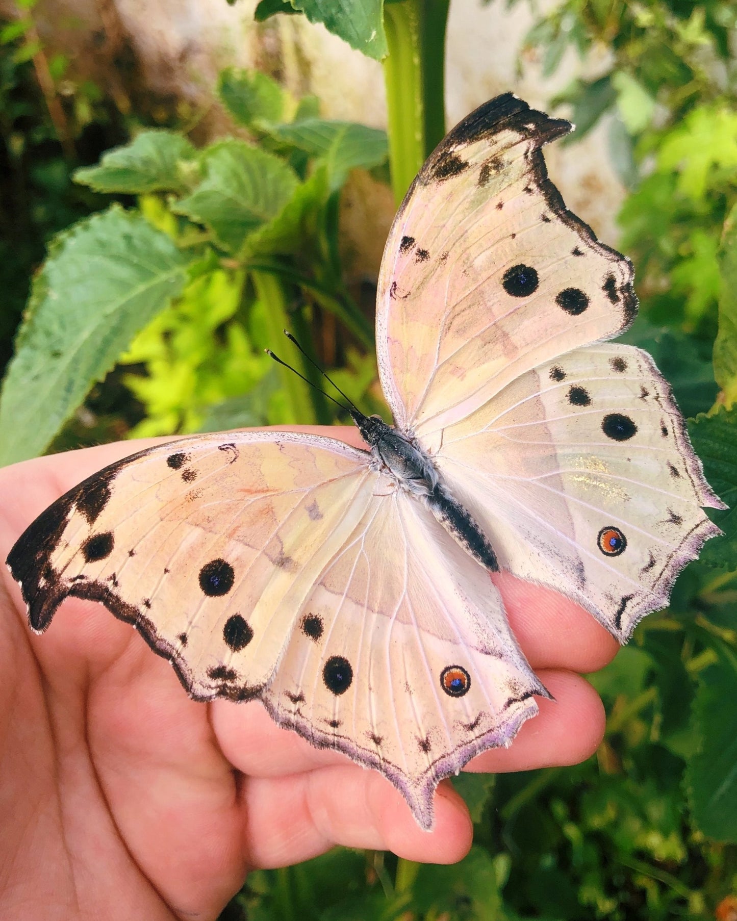 Live butterflies and moths for sale online UK. Buy eggs, caterpillars, pupae, and cocoons. Watch the lifecycle unfold with insects to rear at home!