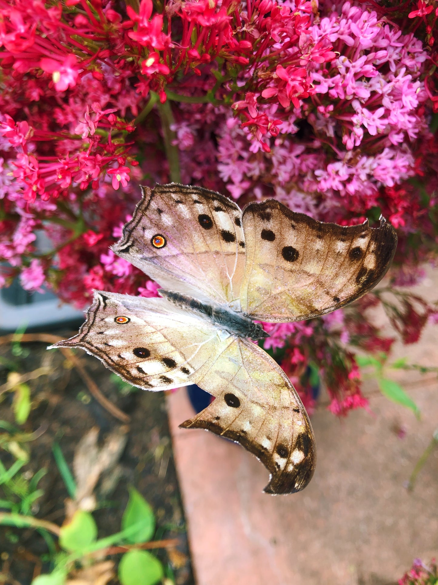 Live butterflies and moths for sale online UK. Buy eggs, caterpillars, pupae, and cocoons. Watch the lifecycle unfold with insects to rear at home!