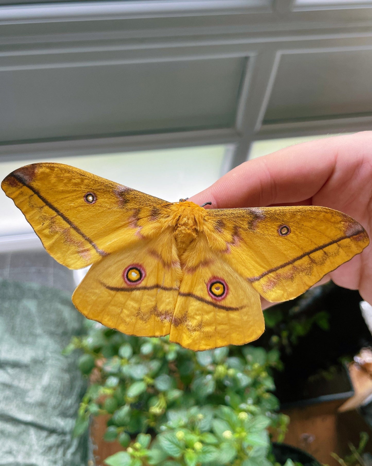 Live butterflies and moths for sale online UK. Buy eggs, caterpillars, pupae, and cocoons. Watch the lifecycle unfold with insects to rear at home!