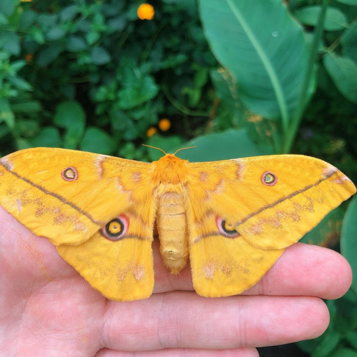 Live butterflies and moths for sale online UK. Buy eggs, caterpillars, pupae, and cocoons. Watch the lifecycle unfold with insects to rear at home!