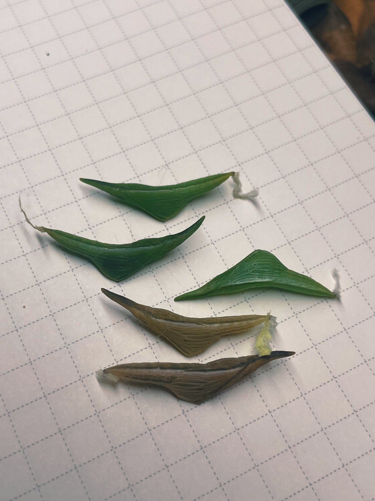 Orange-Tip Butterfly EGGS (Anthocharis cardamines)
