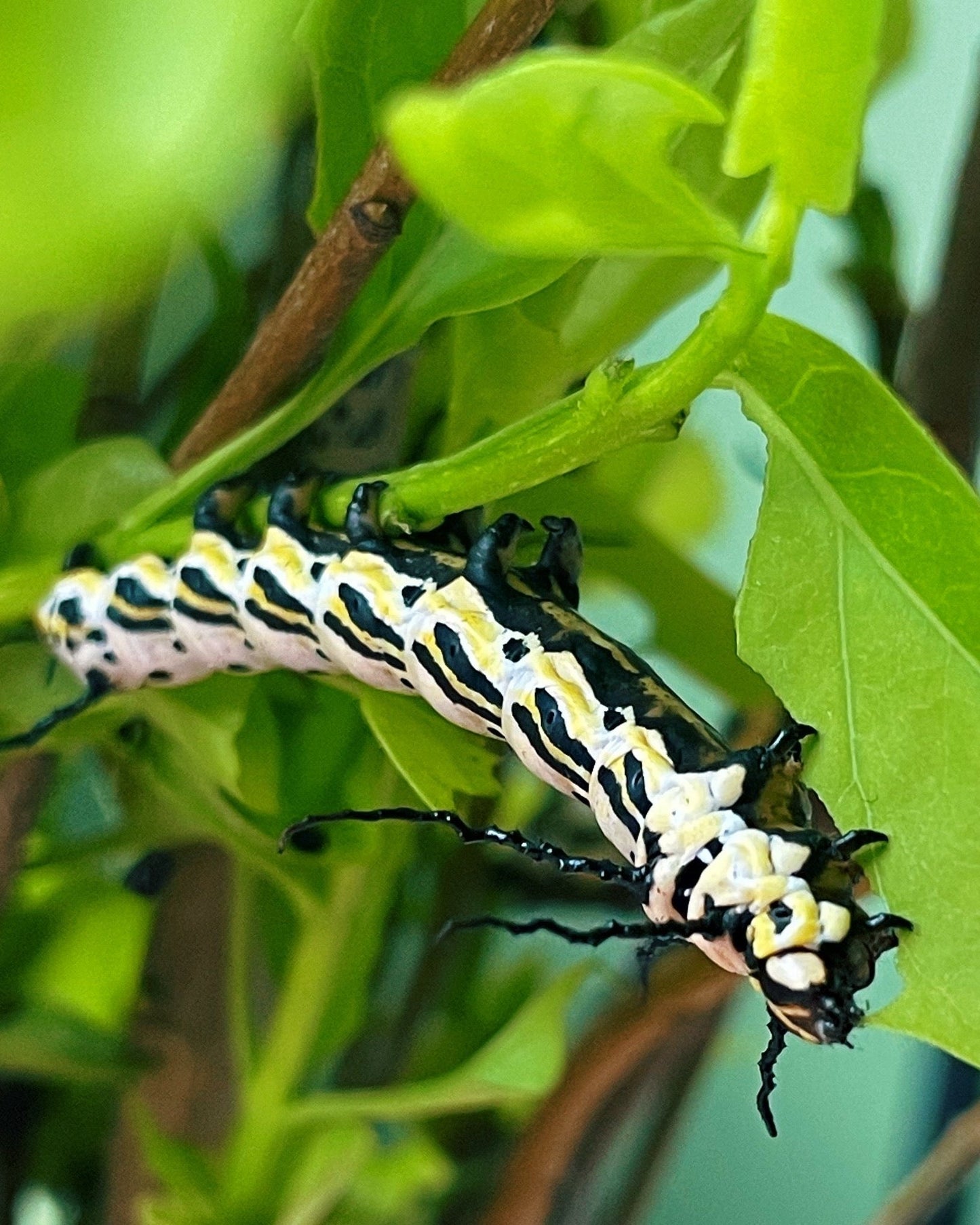 Live moth eggs and pupae for sale online UK