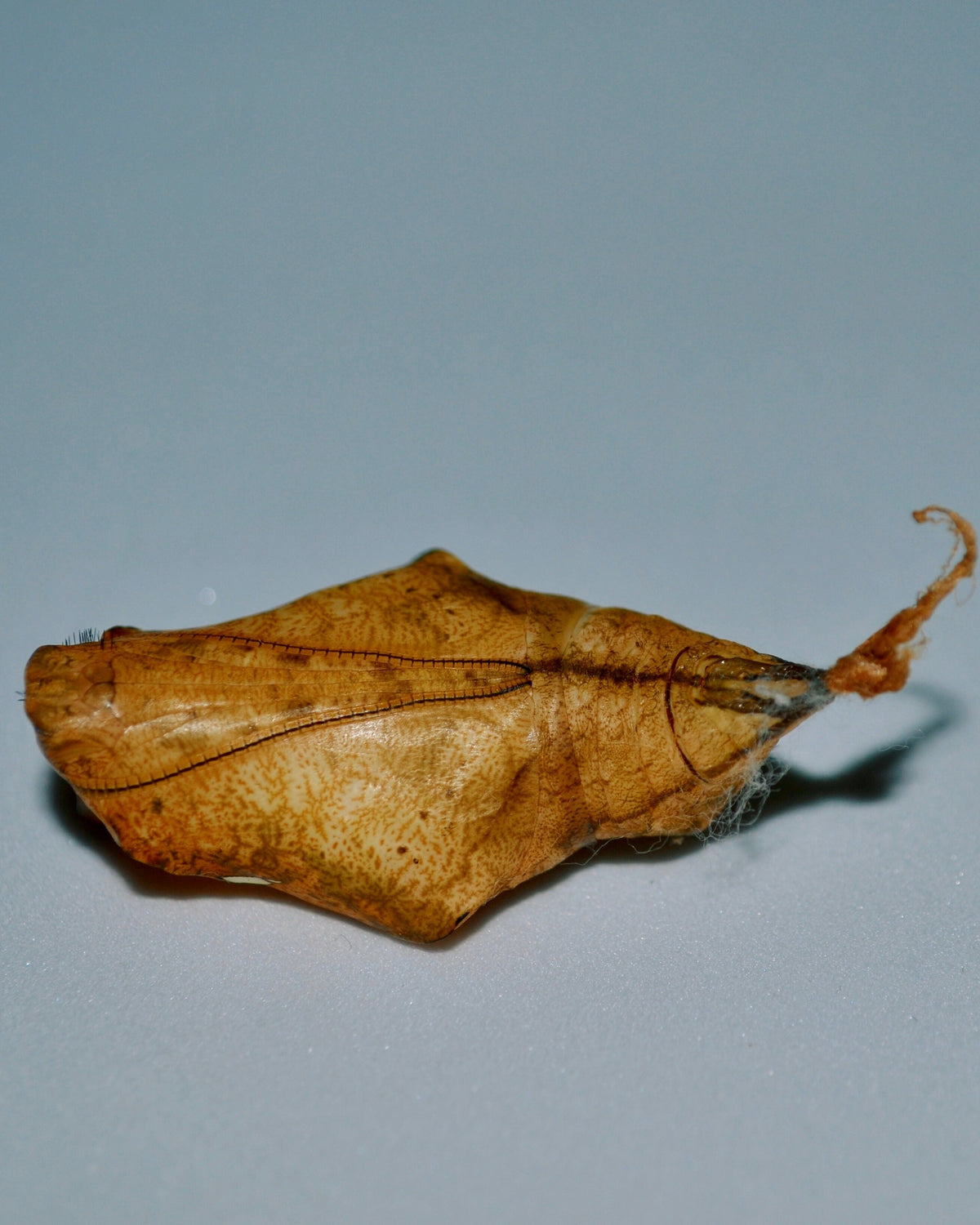 Live butterflies and moths for sale online UK. Buy eggs, caterpillars, pupae, and cocoons. Watch the lifecycle unfold with insects to rear at home!