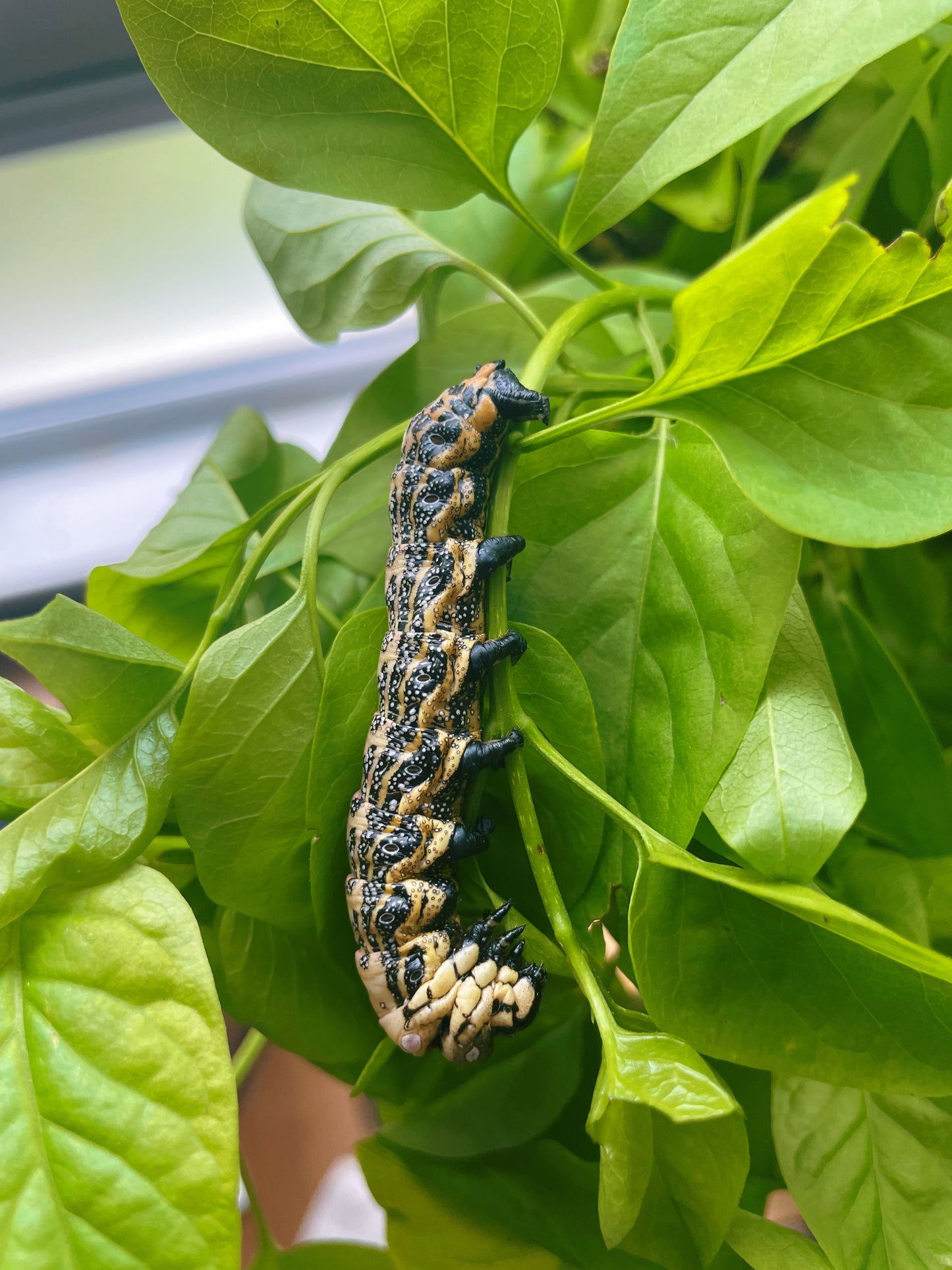 Live moth eggs and pupae for sale online UK