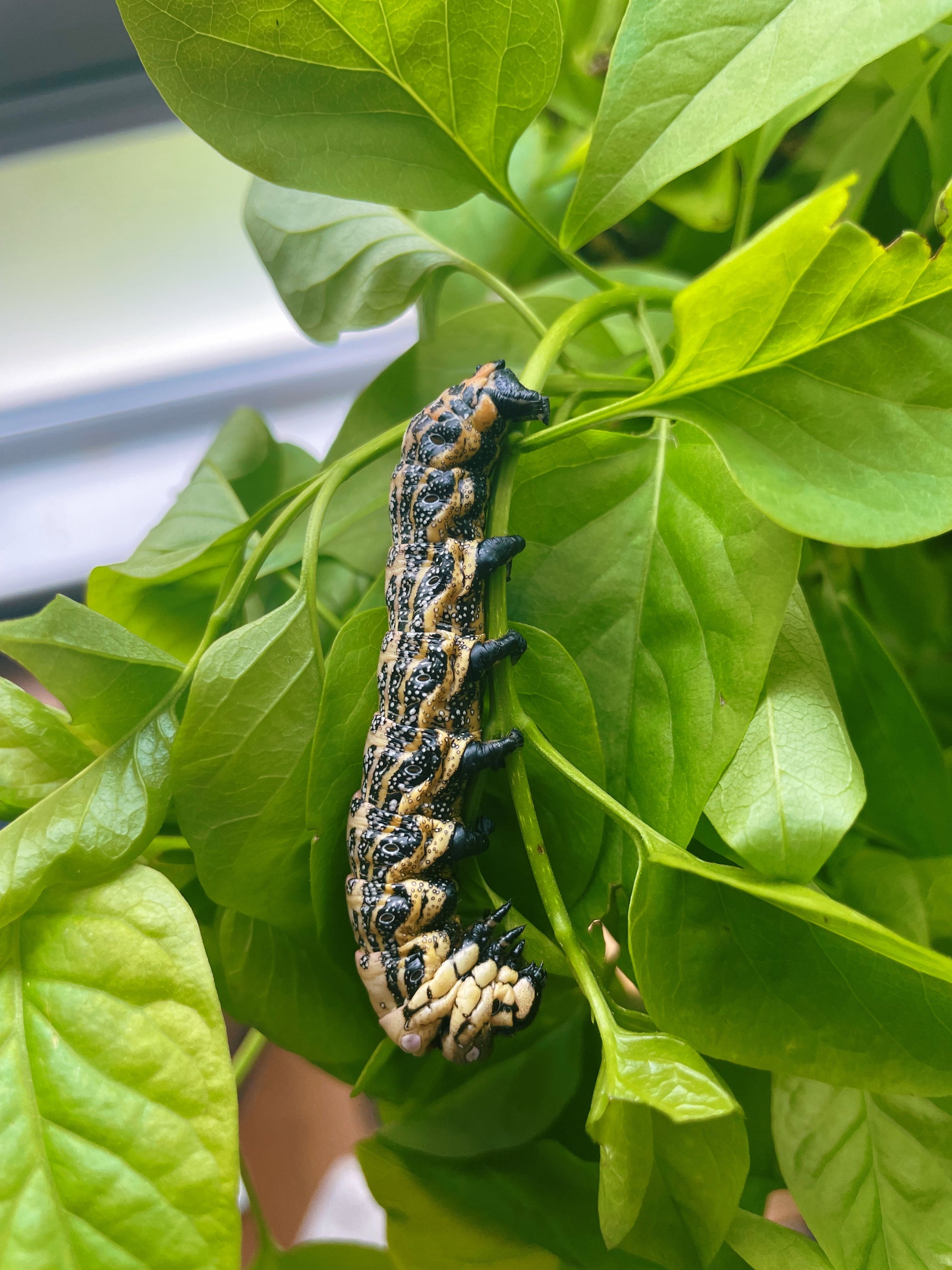 Live moth eggs and pupae for sale online UK