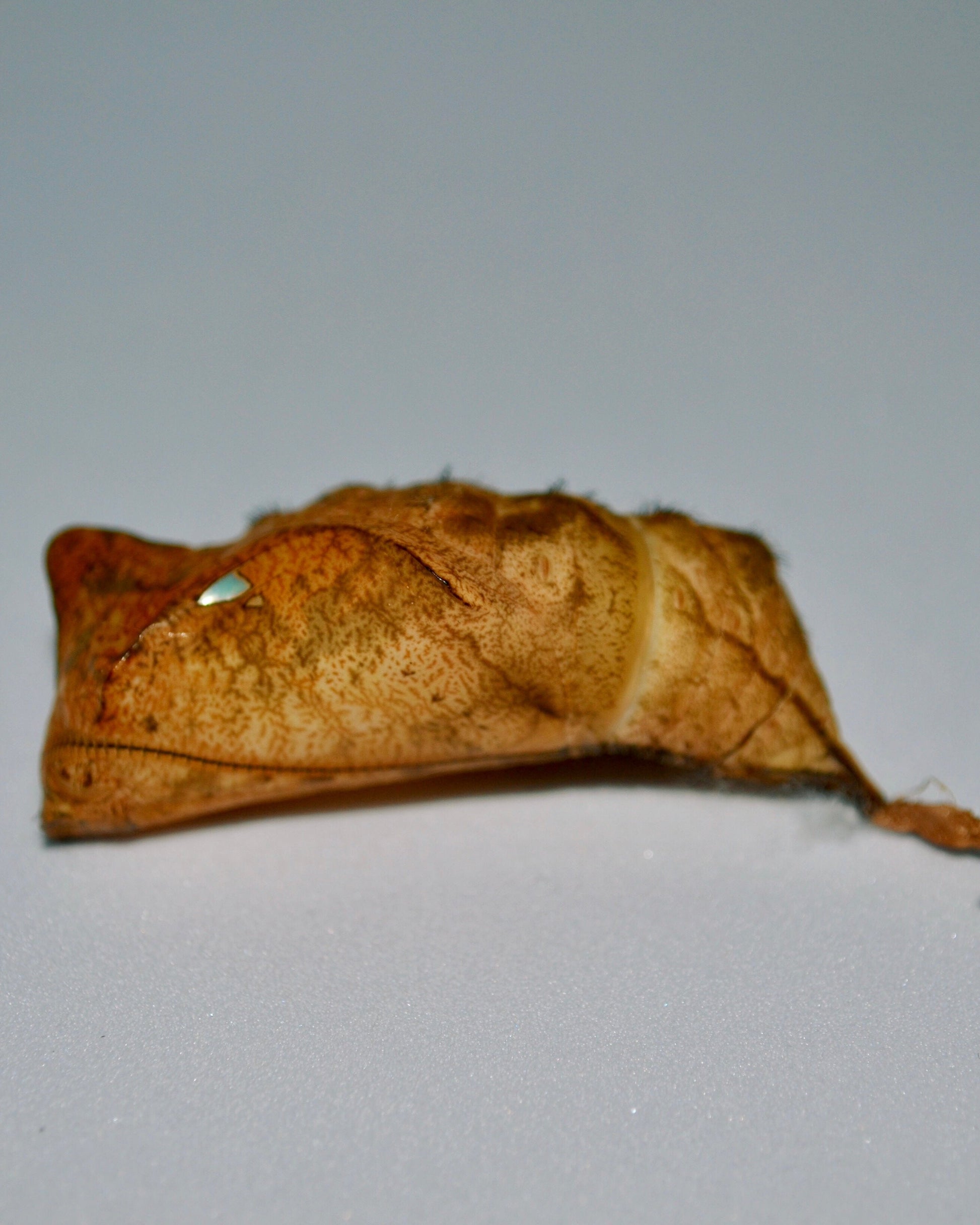 Live butterflies and moths for sale online UK. Buy eggs, caterpillars, pupae, and cocoons. Watch the lifecycle unfold with insects to rear at home!