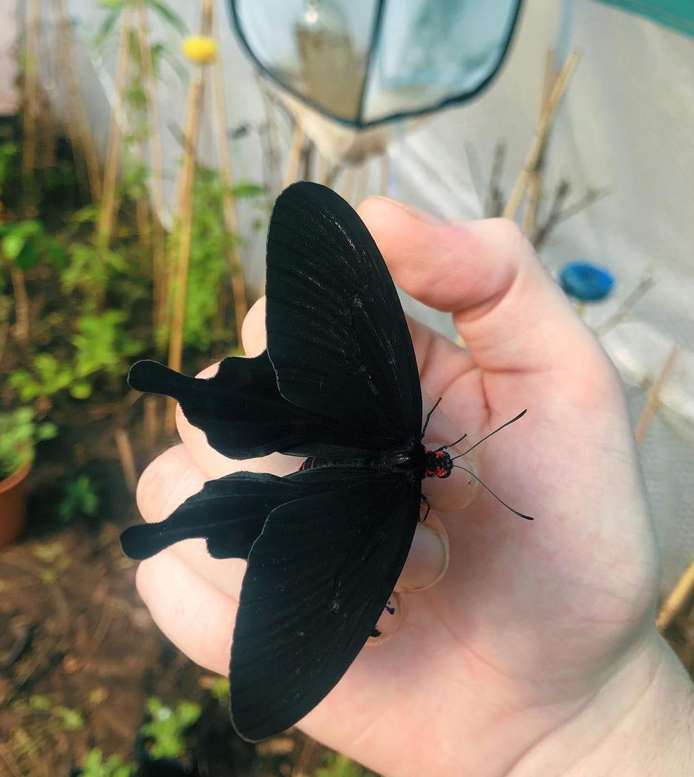 Live butterflies and moths for sale online UK. Buy eggs, caterpillars, pupae, and cocoons. Watch the lifecycle unfold with insects to rear at home!