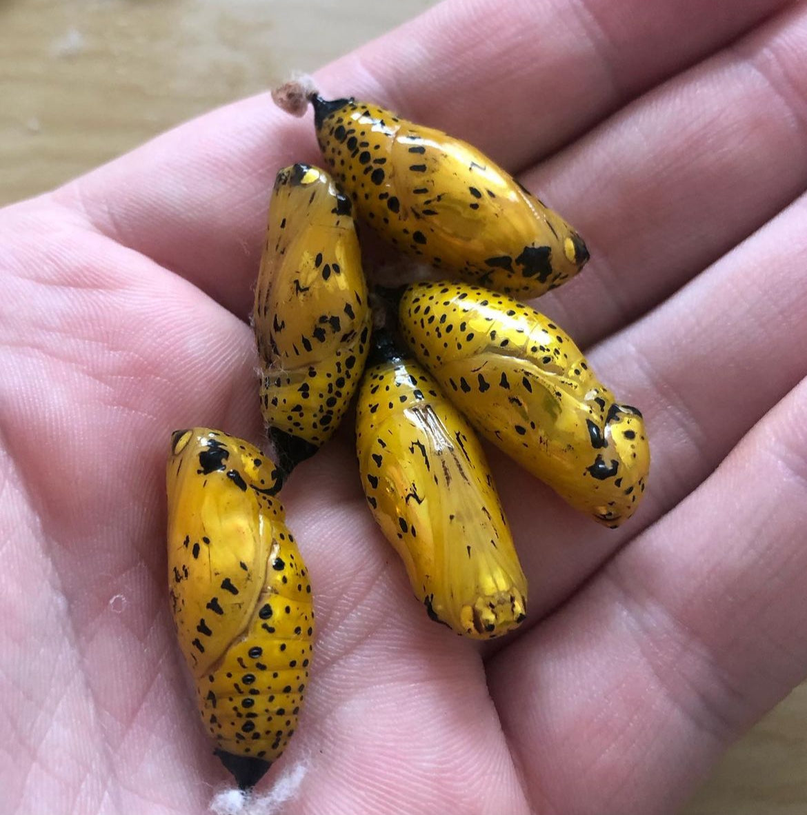 Live butterflies and moths for sale online UK. Buy eggs, caterpillars, pupae, and cocoons. Watch the lifecycle unfold with insects to rear at home!
