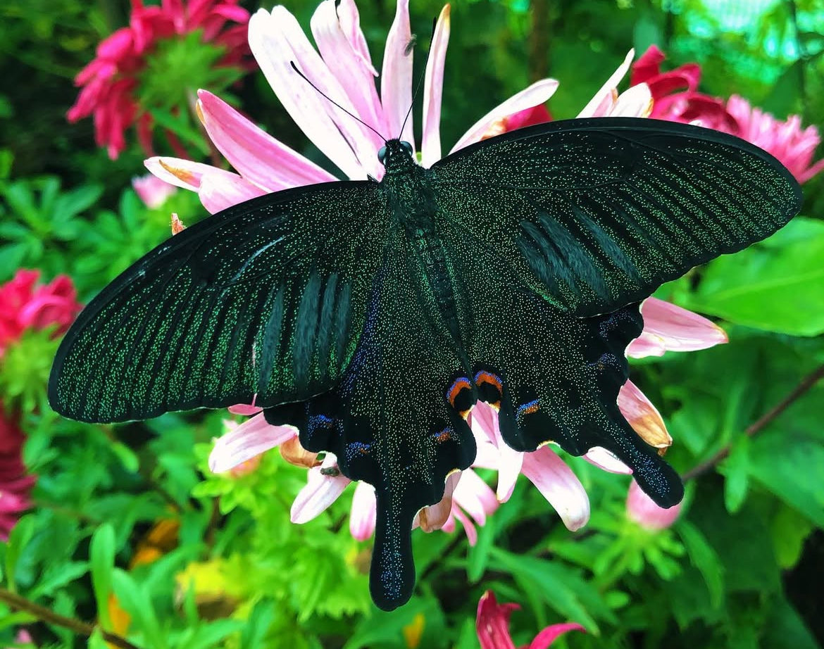 Chinese Peacock Swallowtail butterfly