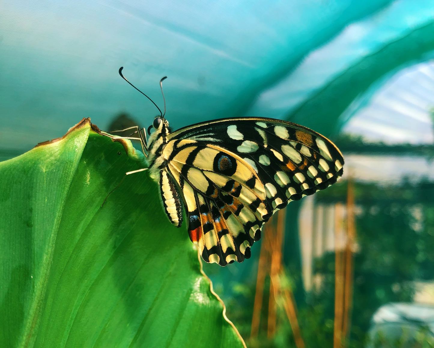 Live butterflies and moths for sale online UK. Buy eggs, caterpillars, pupae, and cocoons. Watch the lifecycle unfold with insects to rear at home!