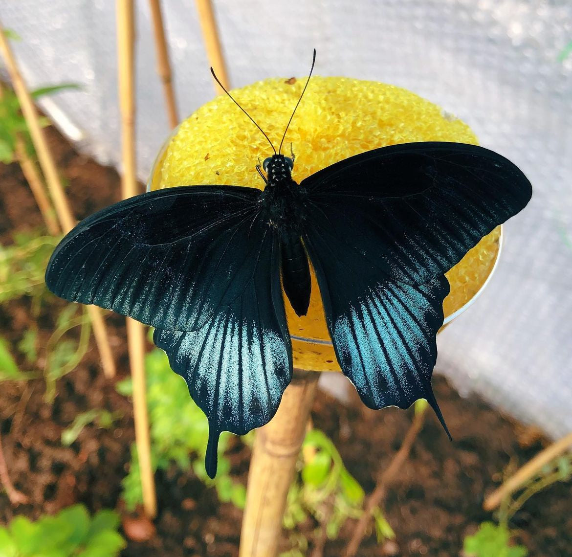 Live butterflies and moths for sale online UK. Buy eggs, caterpillars, pupae, and cocoons. Watch the lifecycle unfold with insects to rear at home!