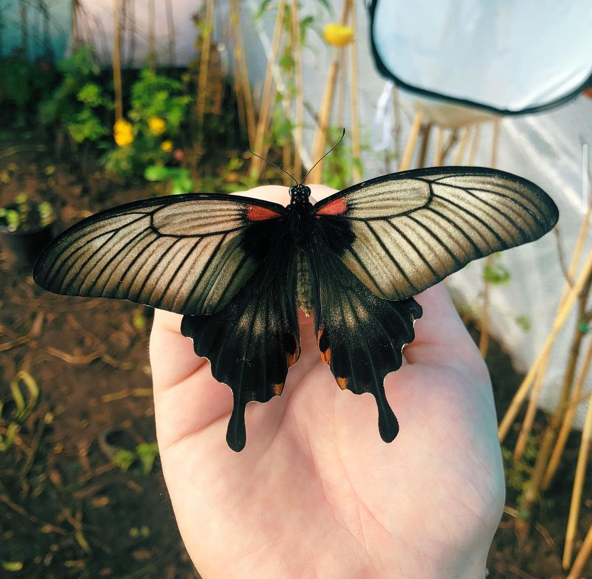 Live butterflies and moths for sale online UK. Buy eggs, caterpillars, pupae, and cocoons. Watch the lifecycle unfold with insects to rear at home!