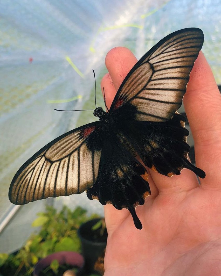 Live butterflies and moths for sale online UK. Buy eggs, caterpillars, pupae, and cocoons. Watch the lifecycle unfold with insects to rear at home!