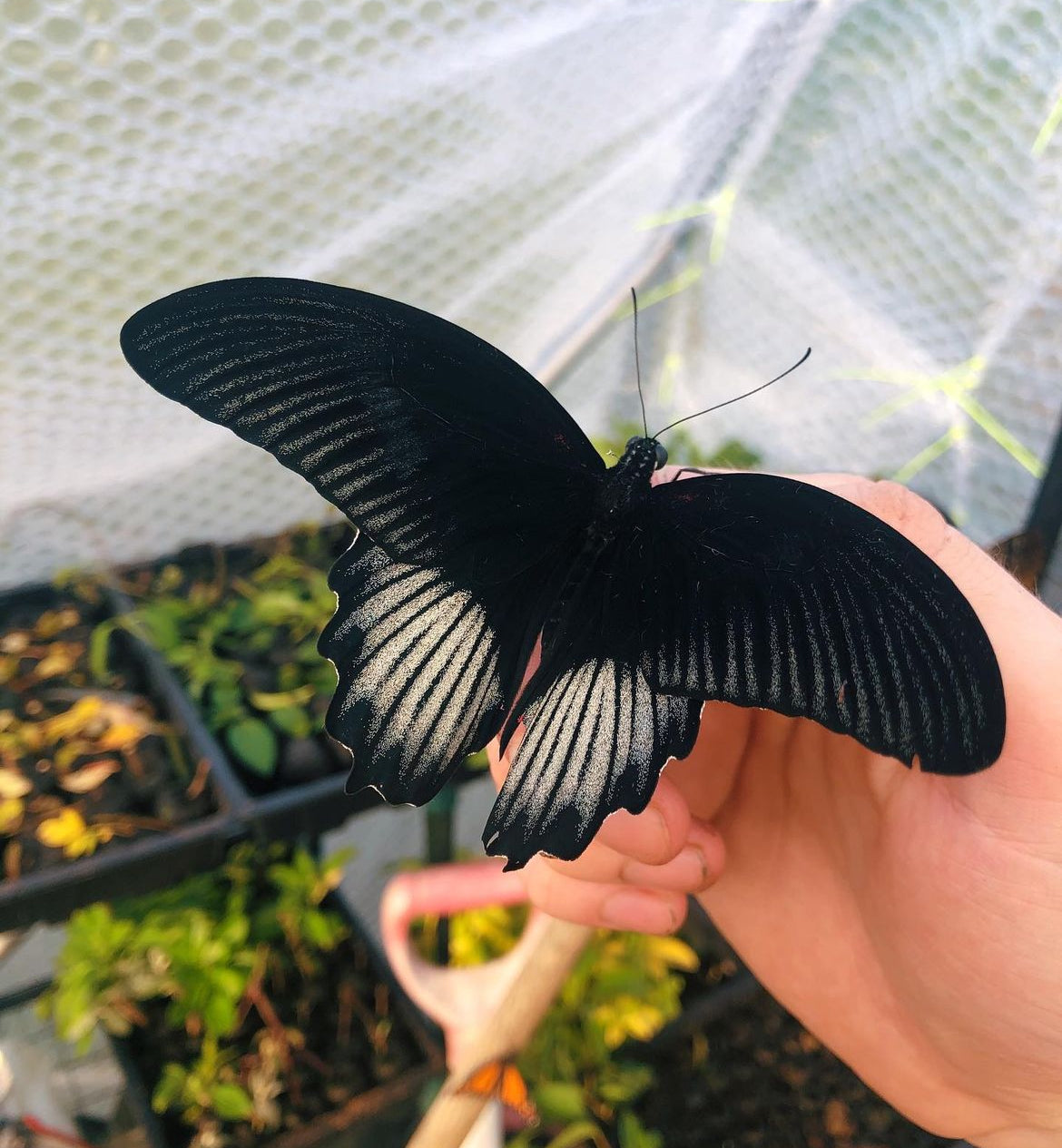 Live butterflies and moths for sale online UK. Buy eggs, caterpillars, pupae, and cocoons. Watch the lifecycle unfold with insects to rear at home!