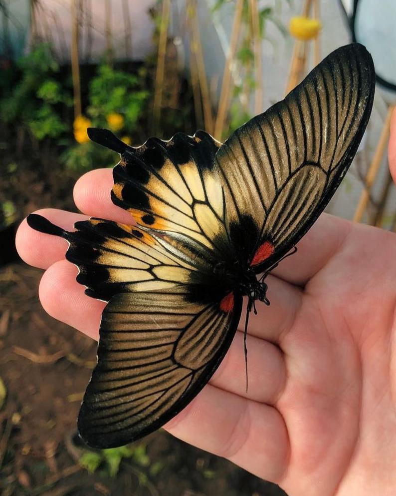Live butterflies and moths for sale online UK. Buy eggs, caterpillars, pupae, and cocoons. Watch the lifecycle unfold with insects to rear at home!