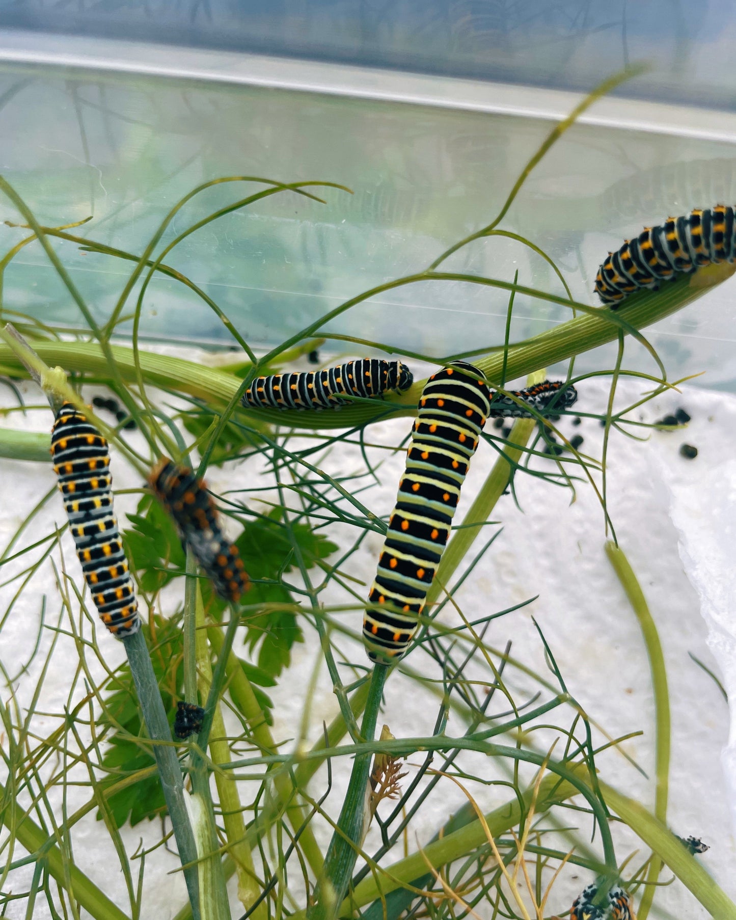 Live butterflies and moths for sale online UK. Buy eggs, caterpillars, pupae, and cocoons. Watch the lifecycle unfold with insects to rear at home!