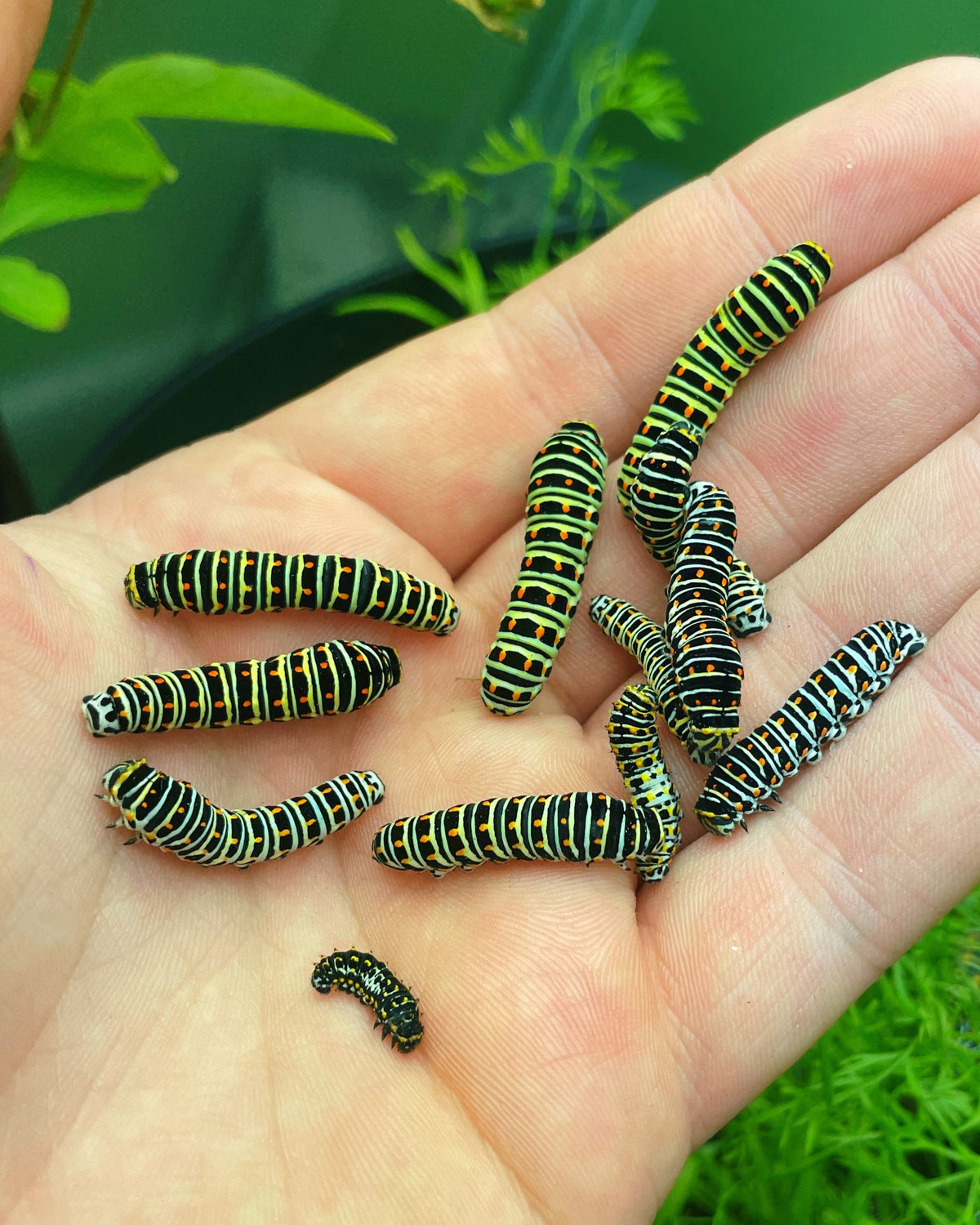 European Swallowtail EGGS (Papilio machaon)