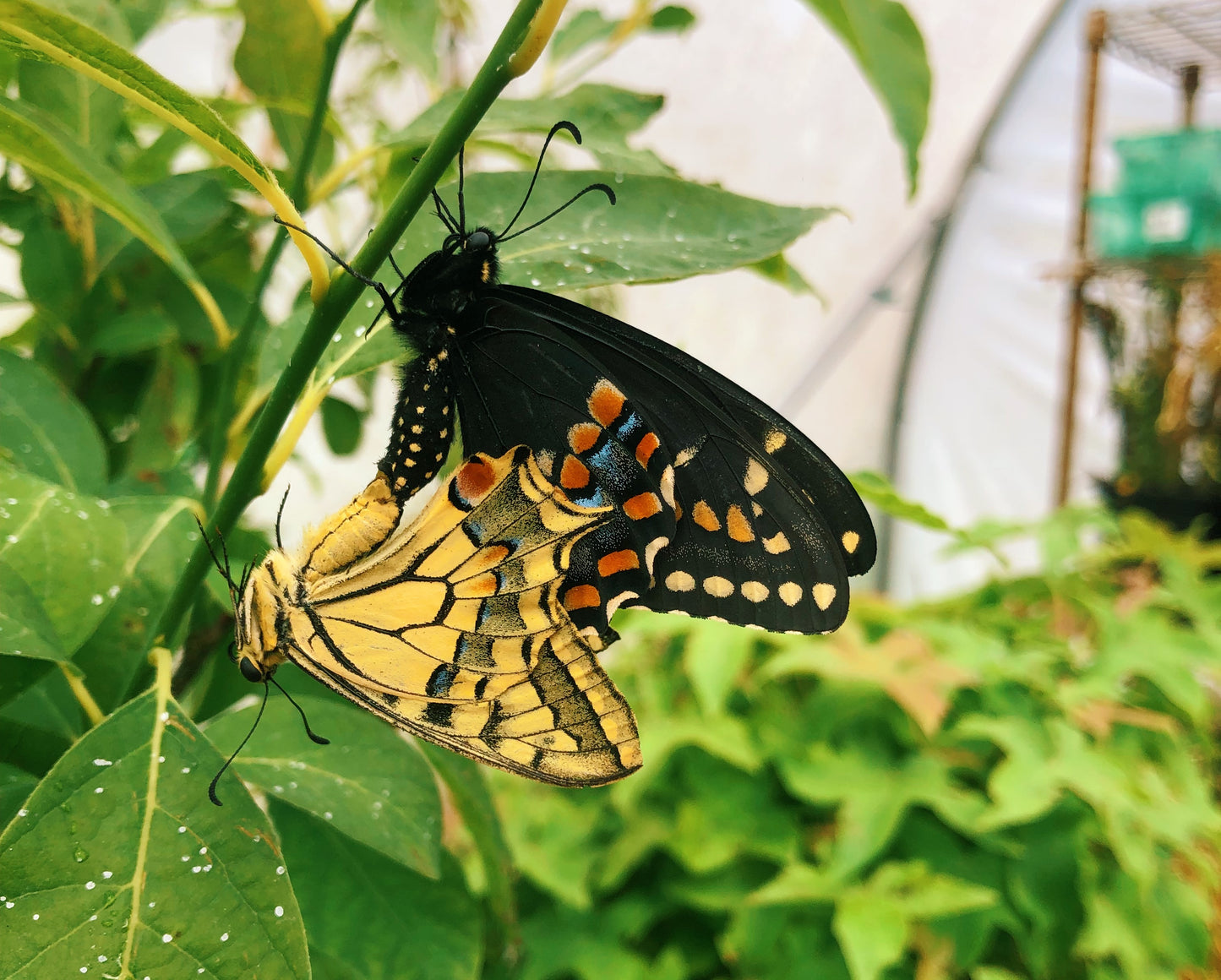 Live butterflies and moths for sale online UK. Buy eggs, caterpillars, pupae, and cocoons. Watch the lifecycle unfold with insects to rear at home!